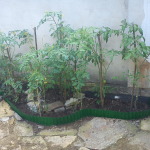DSC00225