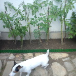 DSC00226